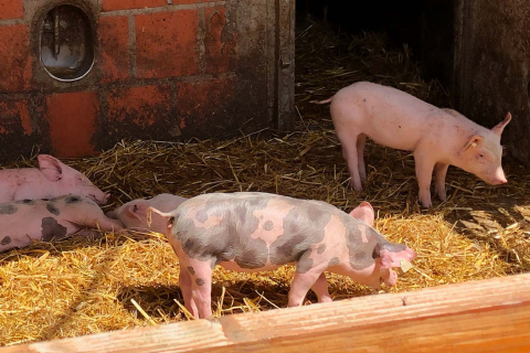 Schweine in einem Stall