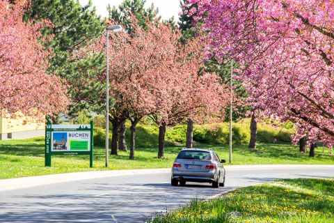 Blühende Kirschbäume und ein PKW an einer Straße. 