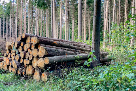 Gefällte Baumstämme am Wegesrand