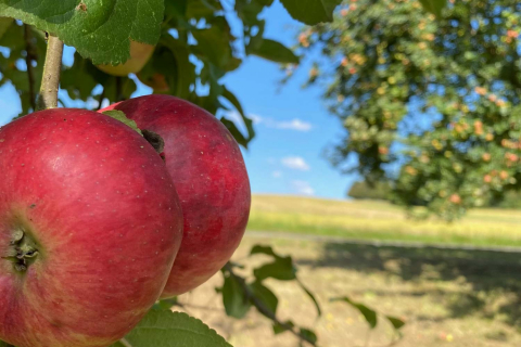 Äpfel an einem Baum 