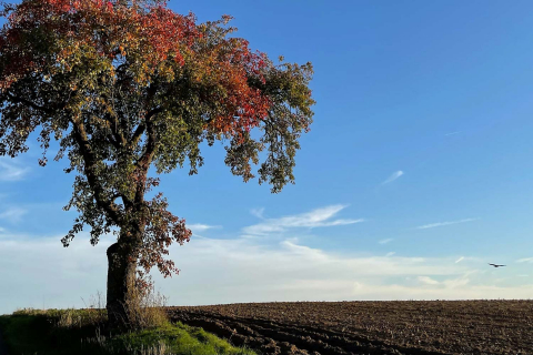 Ein herbstlicher Baum auf einem Feld